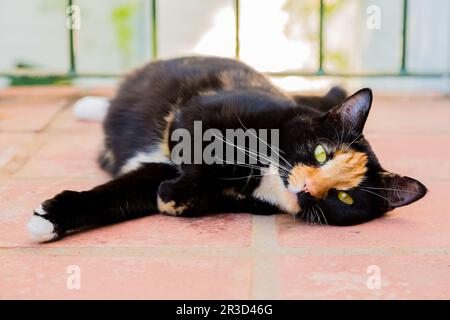 Beautiful calico tortoiseshell tabby cat lying on a balcony Stock Photo