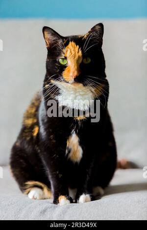 Beautiful calico tortoiseshell tabby cat sitting on a couch Stock Photo