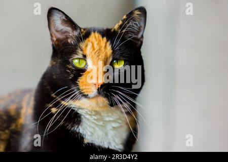 Beautiful calico tortoiseshell tabby cat sitting on a couch Stock Photo