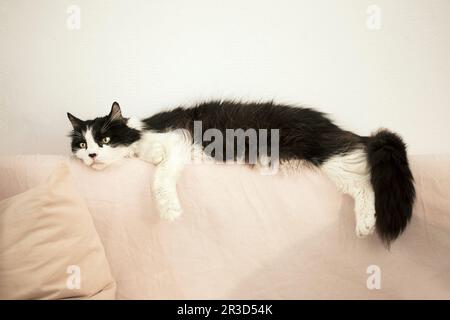 Male rag doll cat chilling on sofa. Stock Photo