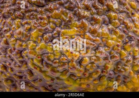 Macro picture of the surface of a Avocado, full frame Stock Photo
