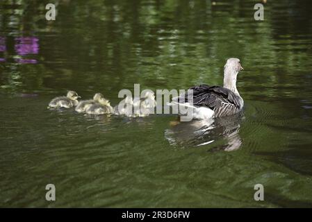 Parent with Goslings Greylag Geese (Anser anser) Swimming away from Camera on a Green Rippled Water Lake on a Sunny Day in Staffordshire, UK in May Stock Photo
