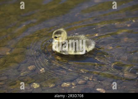Canada Goose Gosling (Branta canadensis) in Left-Profile in the Middle of a Shallow Clear Pool of Water with Water Droplets on Body, taken in UK Stock Photo