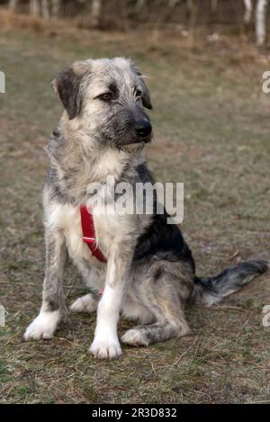 Young romanian mongrel dog - Ciobanesc Romanesc Carpatin Mongrel Stock Photo