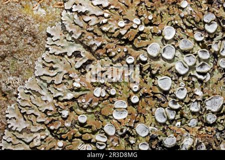Physconia distorta is foliose lichen widespread on nutrient-rich trees. It has a global distribution. Stock Photo