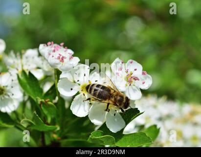 Bee pollinating wild hawthorn flowers in Perchtoldsdorf, Austria Stock Photo
