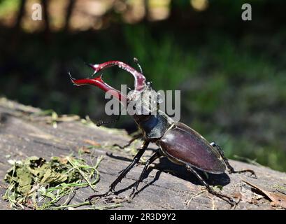 European stag beetle - Lucanus cervus male in Zemplen mountains, Hungary Stock Photo