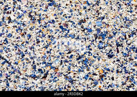 Broken Mussel shells washed up on a beach Stock Photo