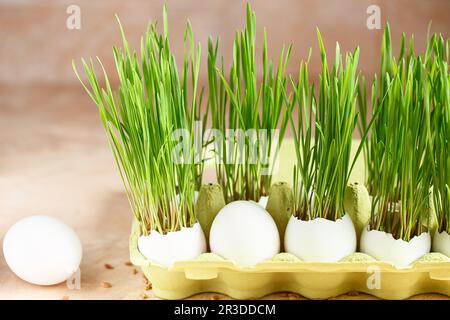 Green wheat sprouts in egg shells in a cardboard tray. Easter decorations. Easter egg. Spring compos Stock Photo