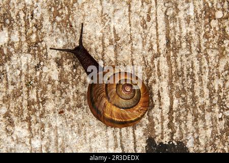 Big snail crawling on the gray stone road. Wild animals backgrounds Stock Photo