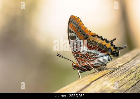 Two-tailed Pasha (Charaxes jasius) beautiful butterfly on trunk. One of the largest butterflies of Europe. Wildlife Scene of Nature in Europe. Stock Photo