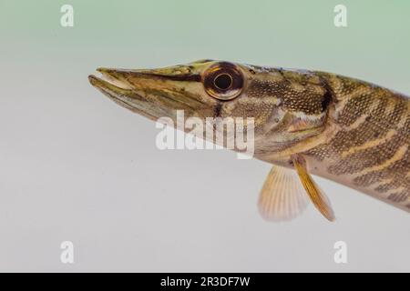 Portrait of Northern Pike (Esox lucius). This is a species of carnivorous Freshwater Fish of the genus Esox Clos up of head of fish. Wildlife Scene of Stock Photo