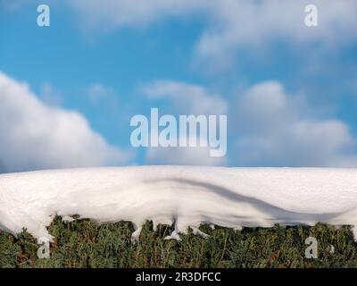 Snow on bush Stock Photo