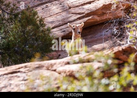 Young Desert Bighorn Sheep; Canyon Overlook Trail; Zion National Park; Utah; USA Stock Photo