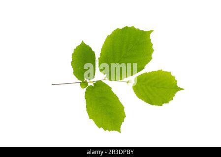 Hazelnut nut leaves isolated on white background. A branch with leaves of forest hazel. Summer view. Stock Photo