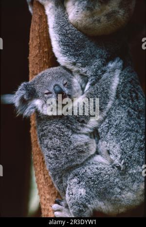 A baby koala hugging its mother, New South Wales, Australia Stock Photo