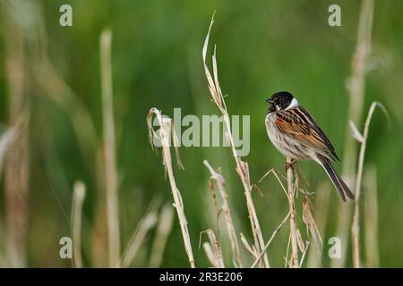 Common reed bunting from Germany Stock Photo