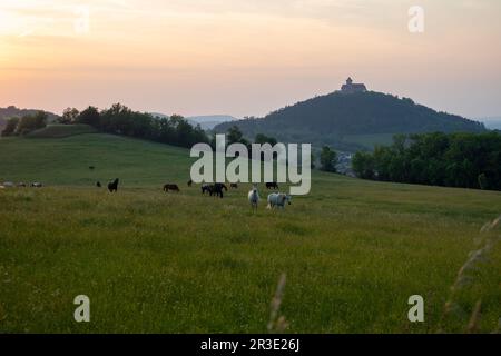 Horse paddock with Wachsenburg in the background Stock Photo