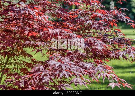 Close up with branches and foliage of Acer palmatum rubra or japanese maple tree Stock Photo