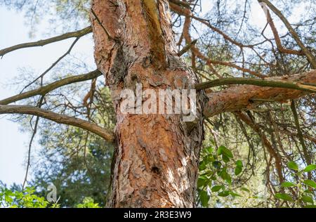Close up detail with the bark tree trunk of Pinus sylvestris, the Scots pine, Scotch pine or Baltic pine Stock Photo