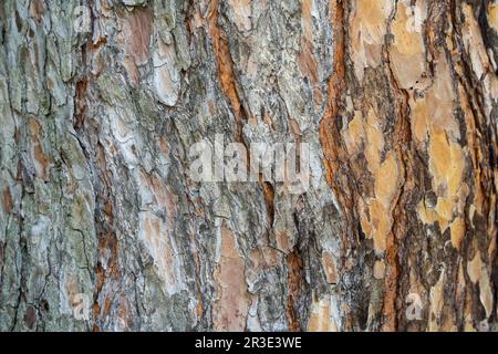 Close up detail with the bark tree trunk of Pinus sylvestris, the Scots pine, Scotch pine or Baltic pine Stock Photo