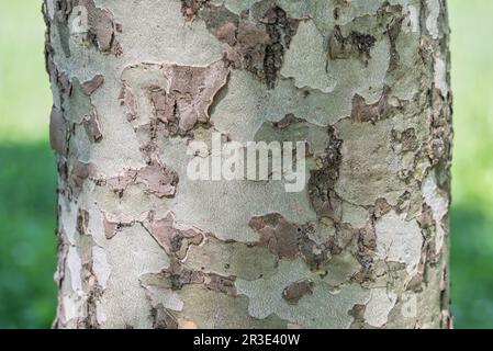 Close up textute with Platanus occidentalis — American sycamore bark tree. Stock Photo