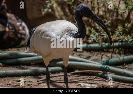 A Sacred Ibis walking and hunting fish in the lake, in National park Imire in Zimbabwe, Threskiornis aethiopicus in Latin Stock Photo