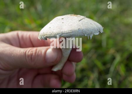 Fresh field mushroom Agaricus arvensis in hand Stock Photo