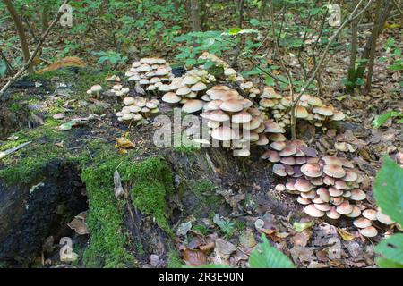 In the woods grow on an old stump of poisonous mushrooms similar to honey Stock Photo
