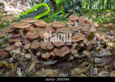 Honey Agaric mushrooms grow on a tree in autumn forest. Group of wild mushrooms. Stock Photo