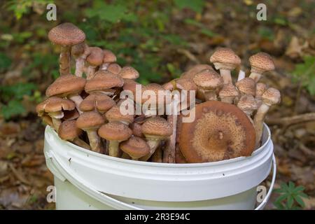 bucket of mushrooms in the forest,gathered in the woods a full bucket of mushrooms honey Stock Photo