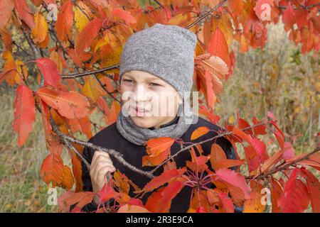 red leaves on a tree and the boy looks through the branches in an autumn coat Stock Photo