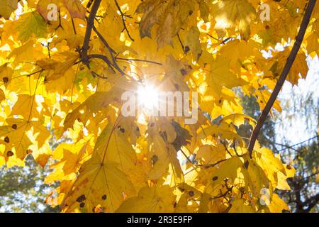 Rainbow rays, yellow maple leaf Stock Photo