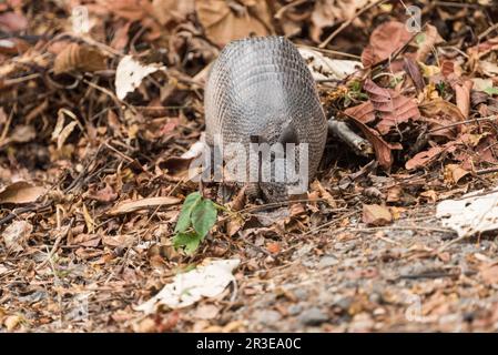 Young, foraging Nine-banded Armadillo (Dasypus novemcinctus) in Soberania National Park, Panama Stock Photo