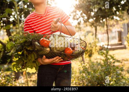 The little farmer holds a basket of fresh vegetables Stock Photo