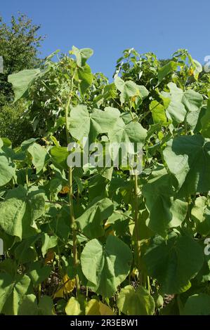 Abutilon theophrasti, velvet leaf Stock Photo