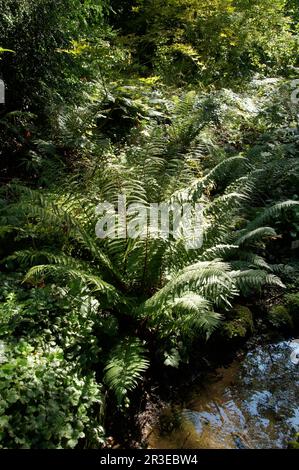 Dryopteris affinis, scaly male fern Stock Photo