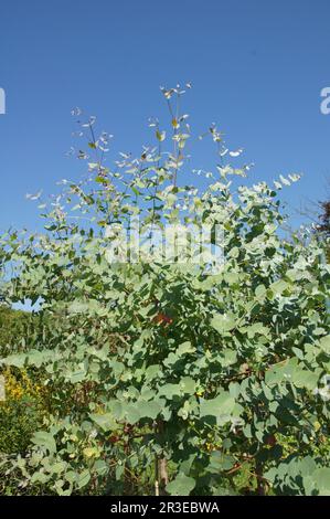 Eucalyptus gunni, cider gum Stock Photo