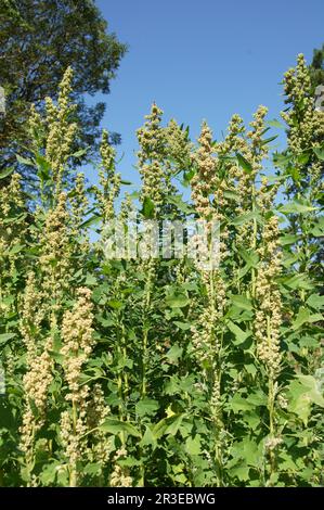 Chenopodium quinoa, Quinoa Stock Photo