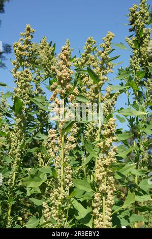 Chenopodium quinoa, Quinoa Stock Photo