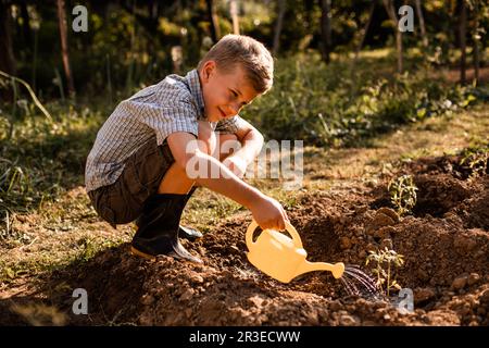 Schoolboy watering tomato plants in the garden Stock Photo