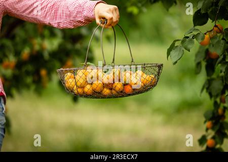 Female hand holding basket with fresh apricots Stock Photo
