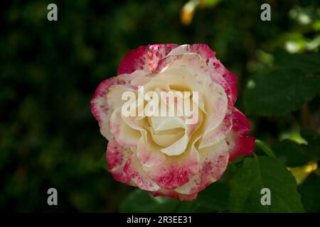 Close-up view of a vivid yellow-red multicolored rose flower with green leaves Stock Photo