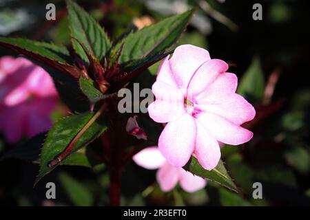 Violet flowers in park Stock Photo