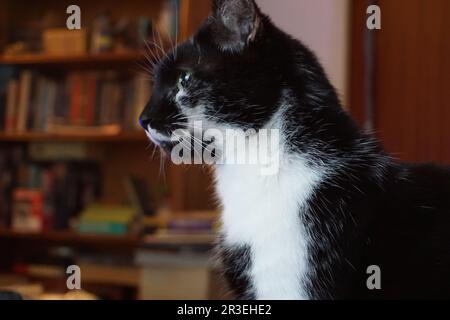 Close portrait black and white cat sat in front of books and bookshelf Stock Photo