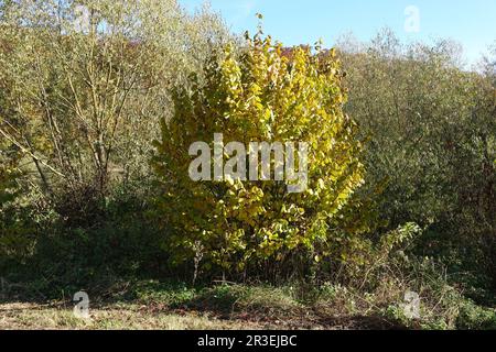 Corylus avellana, hazel, autumn Stock Photo
