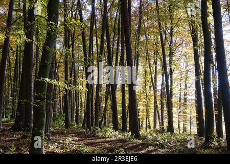 Mixed forest, autumn Stock Photo