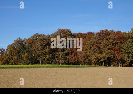 Mixed forest, autumn Stock Photo