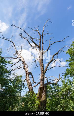 Big dead tree against blue sky Stock Photo