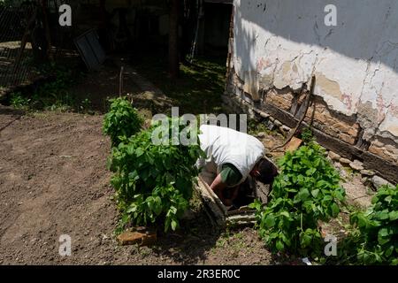 Man in a manhole connecting a water hose for garden irrigation on a spring day in the countryside Stock Photo